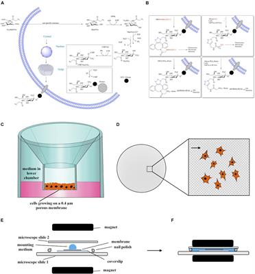 Metabolic Glycoengineering Enables the Ultrastructural Visualization of Sialic Acids in the Glycocalyx of the Alveolar Epithelial Cell Line hAELVi